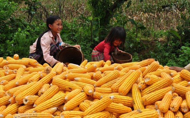 Hiện Syngenta Việt Nam đang cung cấp trọn bộ giải pháp kỹ thuật “Sản xuất ngô bền vững” cho các tỉnh miền núi phía Bắc.