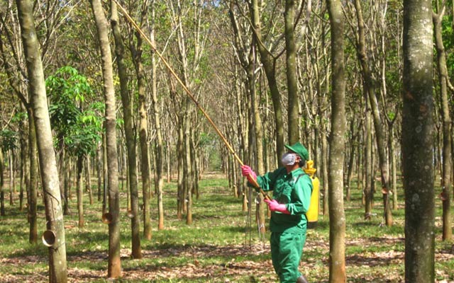 Nông dân tại Bình Phước phun thuốc phòng ngừa bệnh trên cây cao su.
