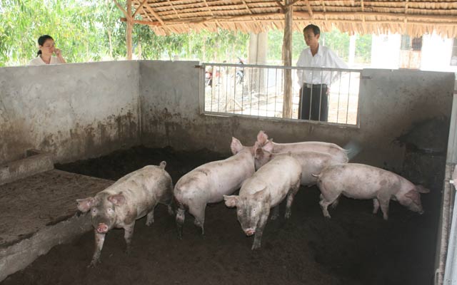 Mô hình nuôi lợn trên đệm lót sinh học bước đầu mang lại hiệu quả kinh tế cao cho nông dân.