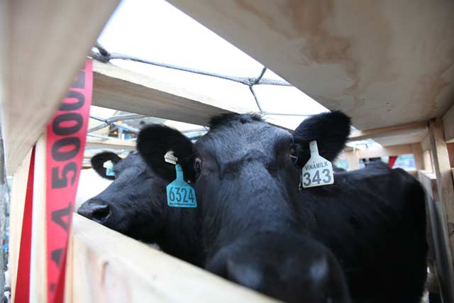 Những con bò sữa vẫn khỏe mạnh sau chặng đường dà. Ảnh:  Kim Phương