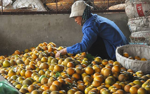 Buôn bán hàng nông sản, hoa quả  giữa 2 nước vẫn bình thường.