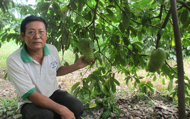 Ông Hoàng bên cây mãng cầu xiêm đang cho trái.