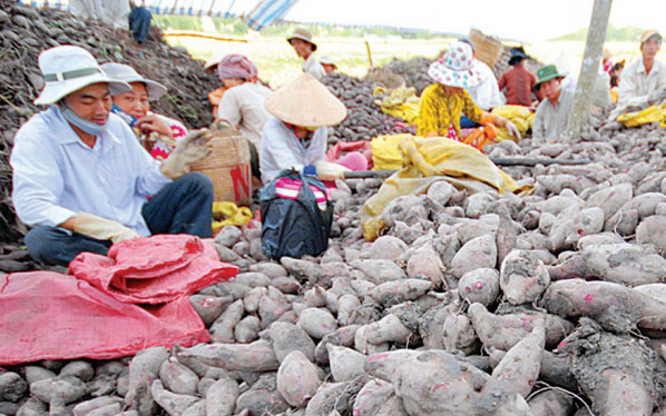 Nông dân thu hoạch khoai lang ở Vĩnh Long, chủ yếu đế xuất tiểu ngạch sang Trung Quốc. Ảnh: Lê Hoàng Yến