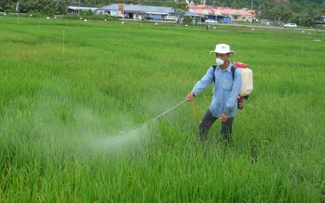 Anh Khanh đang phun thuốc bảo vệ thực vật trên cánh đồng lúa Brunei.