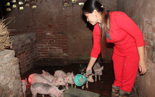 Chị Hải được vay vốn Quỹ HTND để nuôi lợn.