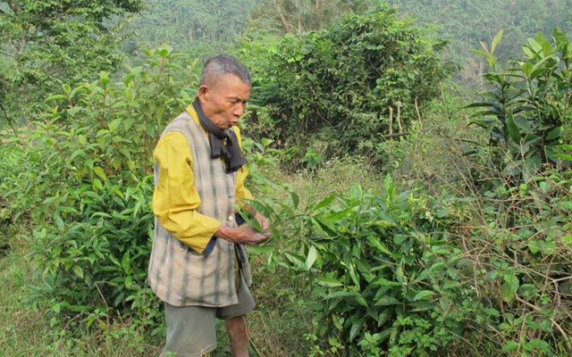 Già làng Cao Ké ở  bản Kè, xã Lâm Hóa đã trồng đủ các loại cây  thuốc Nam để chữa bệnh.