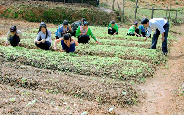  Học sinh Phổ thông dân tộc bán trú - THCS Sa Dung (xã Sa Dung, huyện Điện Biên Đông, tỉnh Điện Biên) đang làm vườn.