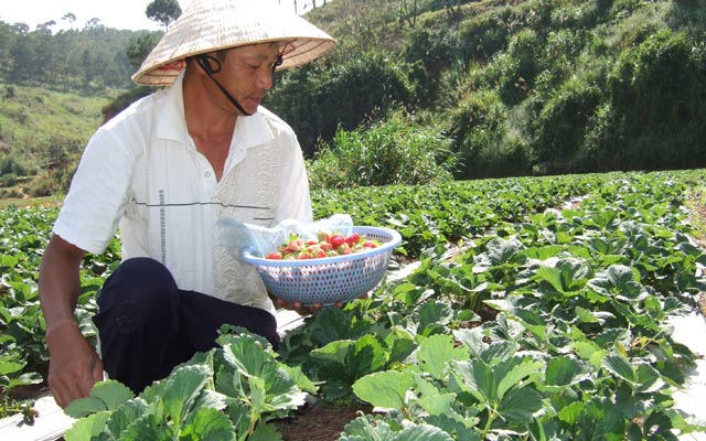 Bón phân cho dâu phải theo nguyên tắc bón ít nhưng bón nhiều lần trong năm để tránh sâu bệnh. 