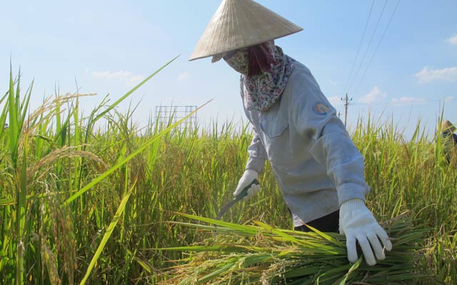  Người dân ở Lệ Thủy thu hoạch lúa trong tiết trời nắng nóng gay gắt.