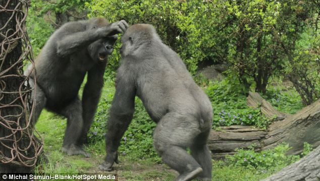 Khỉ đột: Khỉ đột, động vật có khả năng vui đùa và thông minh vô cùng, luôn thu hút sự tò mò của chúng ta. Xem hình ảnh liên quan để tìm hiểu và khám phá thêm về cuộc sống của loài động vật hấp dẫn này.