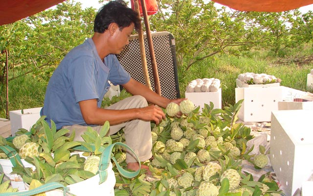 Na được bón phân đa yếu tố NPK Văn Điển sẽ cho quả đồng đều, chín tập trung, thịt quả thơm ngon. 