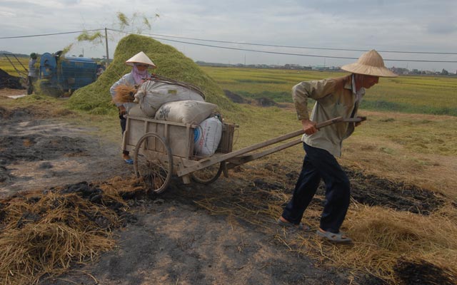 Suy giảm của ngành nông nghiệp kéo theo thu nhập của người nông dân cũng kém đi (ảnh minh họa).