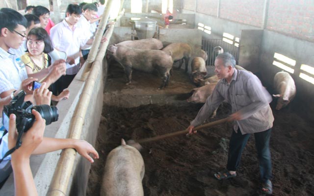 Do chi phí làm chuồng áp dụng đệm lót sinh học cao, nhiều người dân lo ngại khó tăng diện tích thực hiện.