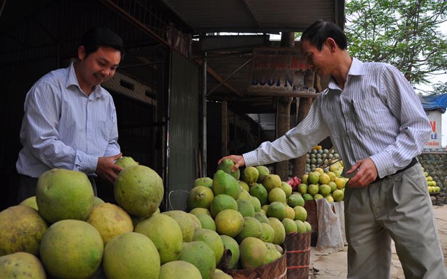 Nghề trồng bưởi đang mang lại thu nhập cao cho người dân xã Bằng Luân. 