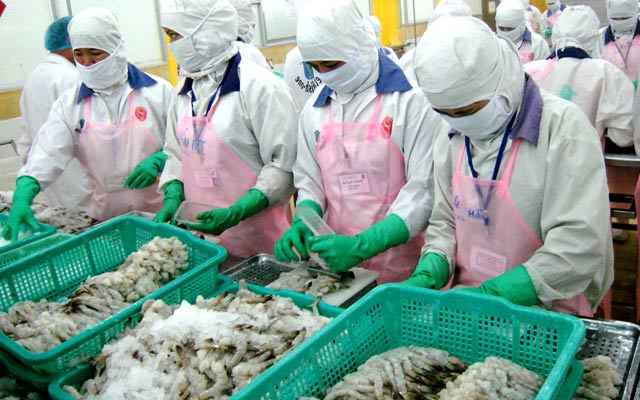 Tôm xuất khẩu của Việt Nam bị nhiều nước cảnh báo về dư lượng kháng sinh (ảnh minh họa). 