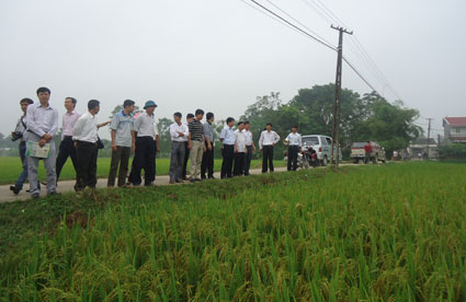 Mô hình sản xuất lúa hàng hóa chất lượng cao của Trung tâm Giống cây trồng Hà Nội tại xã Tốt Động, huyện Chương Mỹ. Ảnh: HNM
