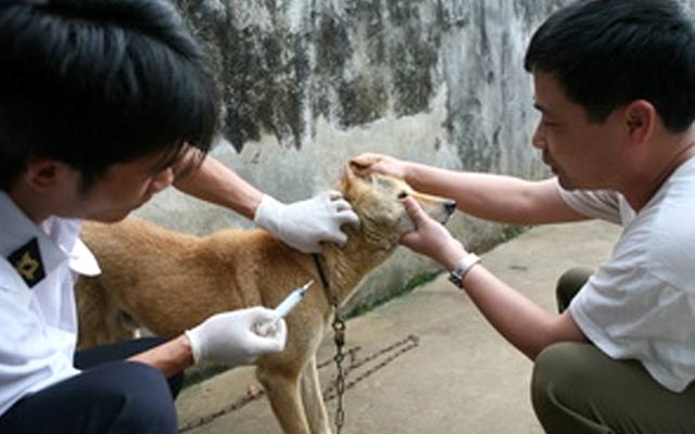 Tiêm vaccine là một trong những biện pháp hiệu quả phòng bệnh dại.