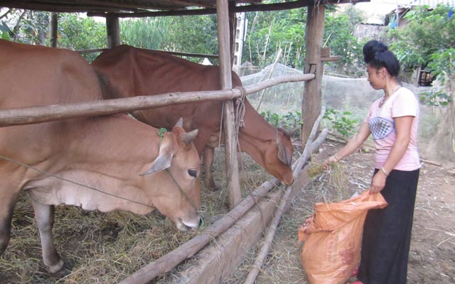 Các hộ dân bản Pó Luông đều đầu tư phát triển đàn gia súc, gia cầm hàng hoá.