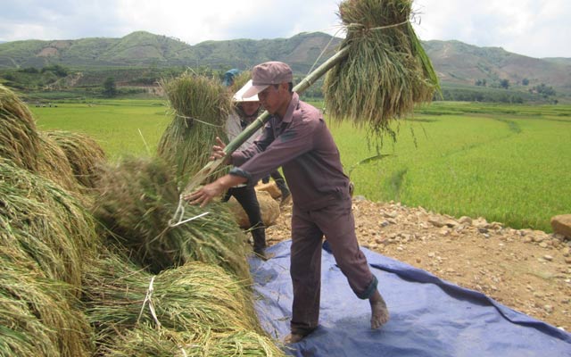 Gia đình ông Lò Văn Pành ở bản Chạm Cả,  thị trấn Tân Uyên, Lai Châu bội thu vụ lúa Séng Cù xuân hè 2014.