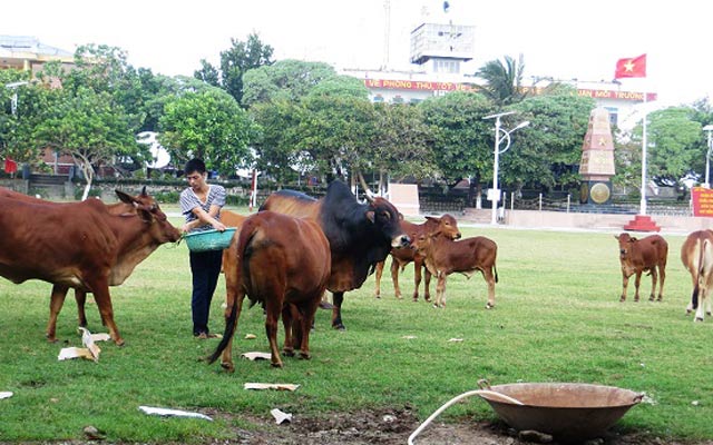 Đàn bò lai Sind sinh trưởng tốt giữa điều kiện biển đảo hết sức khắc nghiệt.  