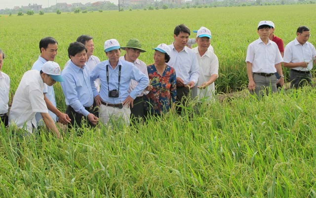 Ông Lê Quốc Doanh (trái) - Thứ trưởng Bộ NNPTNT kiểm tra dự án Khuyến nông  về sản xuất hạt giống lúa lai F1. 