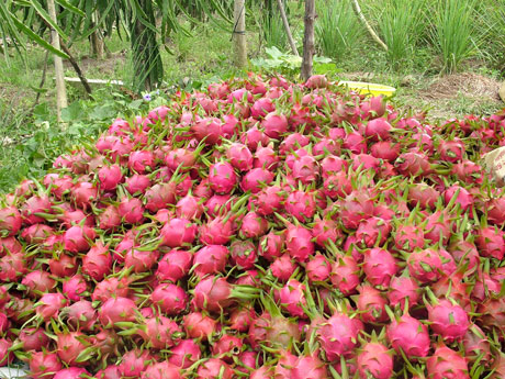 Cơ hội lớn cho  xuất khẩu thanh long.