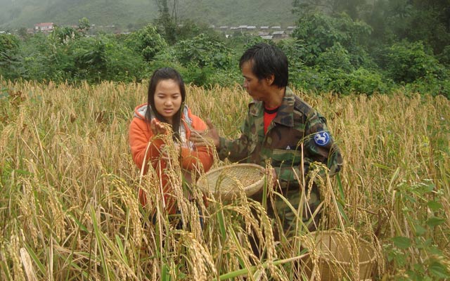 Già Anhai nhẹ nhàng tuốt từng bông lúa rẫy.