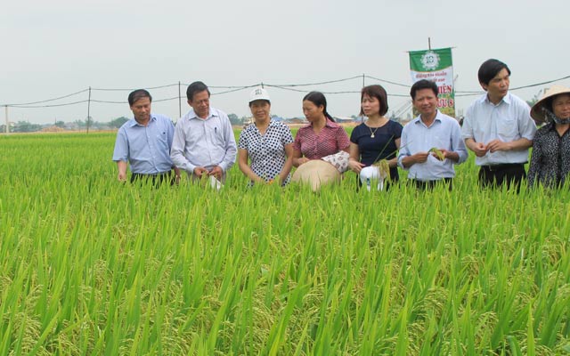 Các đại biểu thăm mô hình liên kết sản xuất lúa tại xã Hợp Thịnh,  huyện Tam Dương, Vĩnh Phúc. 