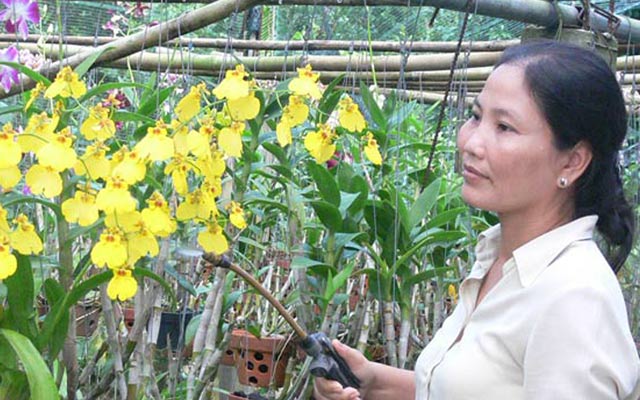 Trồng lan là một trong các mô hình chuyển đổi cơ cấu nông nghiệp giúp nông dân TP.HCM  nâng thu nhập lên cả tỷ đồng/ha/năm.