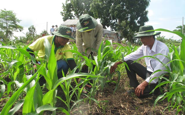 Cán bộ kỹ thuật đang hướng dẫn nông dân ở huyện Giang Thành (Kiên Giang) cách chăm sóc ngô.