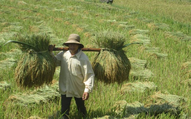 Nông dân bản Nậm Béo, xã Pu Sam Cáp, huyện Sìn Hồ được mùa lúa giống hương ưu 3068  nhờ kiến thức học được ở lớp dạy nghề trồng lúa nước. 