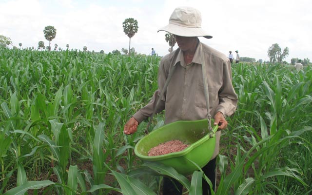 Ruộng ngô của một nông dân tại huyện Giang Thành, Kiên Giang được chuyển đổi từ ruộng trồng lúa.   