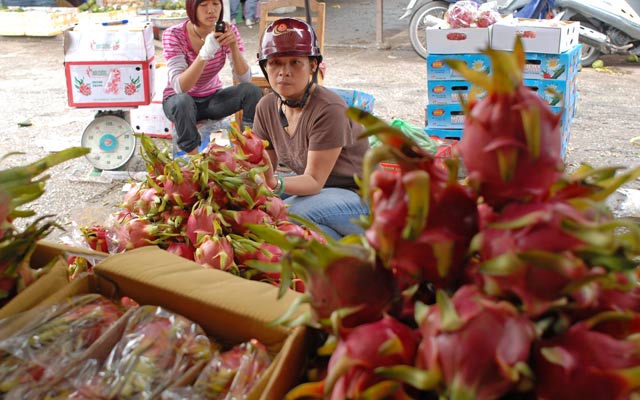 Thanh long Việt Nam sẽ khó cạnh tranh với loại quả này của Trung Quốc.