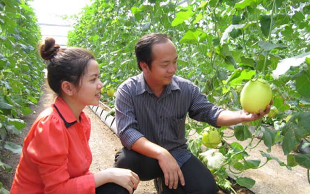 Trồng dưa trong nhà kính tại Khu nông nghiệp công nghệ cao An Thái (Phú Giáo, Bình Dương).