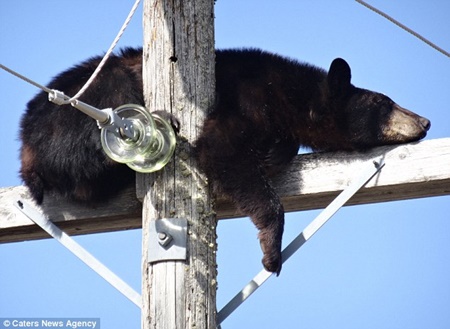 Chú gấu đen đang say giấc trên đỉnh cây cột điện cao thế.