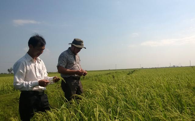 Mô hình gieo cấy giống lúa lai Vân Quang 14 tại xã Đại Thắng (Nam Định).