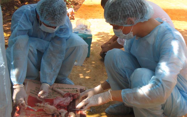 Mổ bệnh phẩm heo con chết để kiểm tra bệnh tiêu chảy cấp tại một trại chăn nuôi  ở xã Gia Kiệm (Thống Nhất, Đồng Nai). 