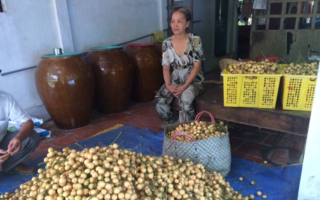 Hàng ngàn tấn dâu bòn bon ùn ứ đầu ra, khiến nhà vườn xót xa. 