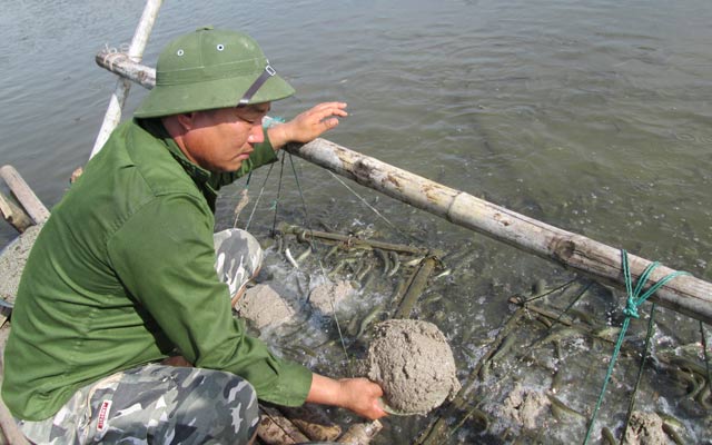 Anh Quynh được Quỹ HTND tiếp vốn để nuôi cá lóc bông.