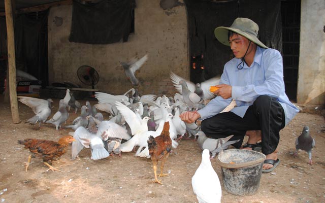 Trần Thanh Sơn bên đàn bồ câu thịt chuẩn bị xuất chuồng. 