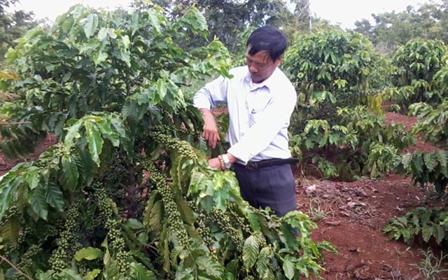 Cây cà phê trồng trên đất đỏ bazan ở các tỉnh Tây Nguyên. 