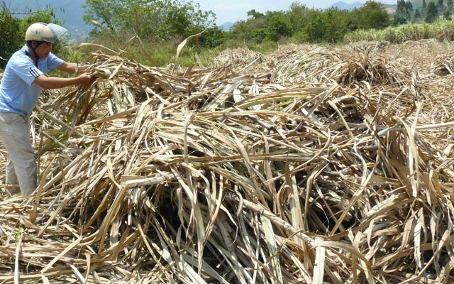 Nông dân trồng mía nhiều lần kêu cứu vì mía phơi khô trên đồng mà nhà máy không thu mua. 