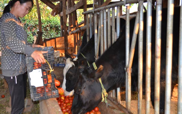 Nông dân Đơn Dương (Lâm Đồng) phải đổ bỏ cà chua cho bò ăn