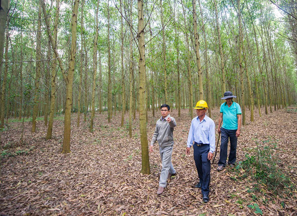 Trồng rừng mang lại cuộc sống ấm no cho nhiều nông dân.