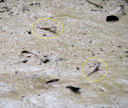 Cá thòi lòi sống ở vùng bùn đất ngập mặn.
