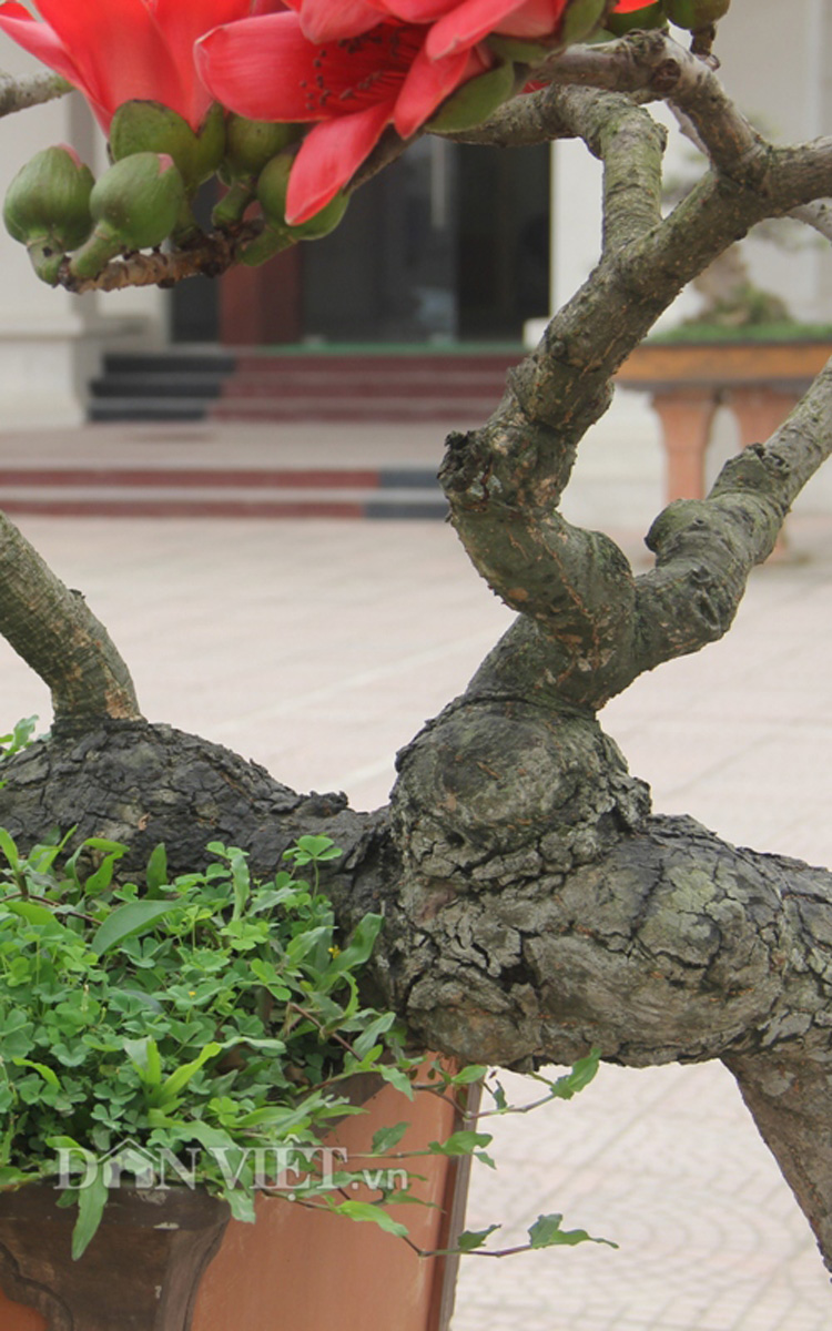 Ngắm cây gạo “nhí” nở hoa khiến dân chơi bonsai mê mẩn