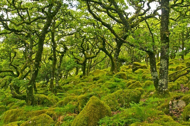 hình ảnh rừng cây Thông được trồng để lấy gỗ sản xuất  AmiA  Nội thất  đẹp Giá rẻ tại Kho