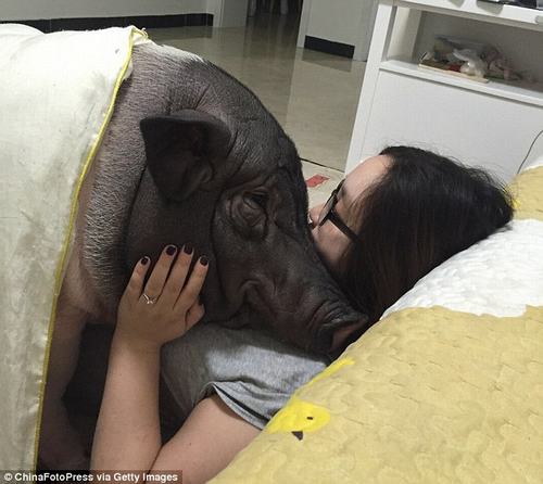 Hãy cùng xem một hình ảnh tuyệt vời của một thiếu nữ Trung Quốc tình cảm với một chú lợn dễ thương. Đây là một bức ảnh đầy tính nghệ thuật và sức sống sẽ khiến bạn phải ngưỡng mộ. Đừng bỏ lỡ cơ hội để tìm hiểu thêm về tình bạn động vật này.