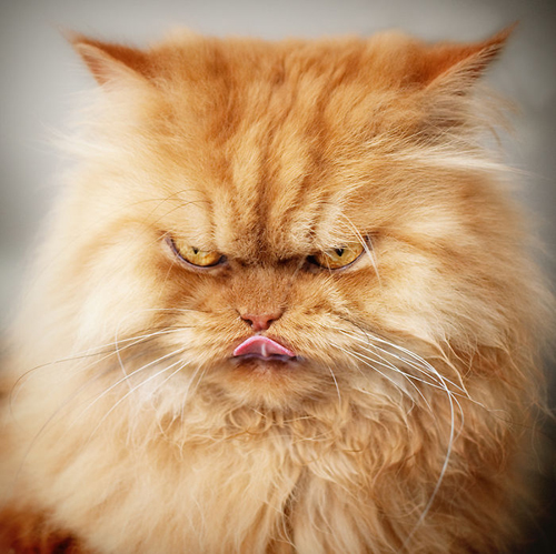 Tuyển chọn hình con mèo giận dữ đáng yêu và hài hước nhất