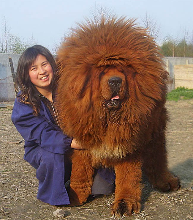 Chó khổng lồ: Chó khổng lồ có sức mạnh vô cùng đáng kinh ngạc và là nét đặc trưng của những giống chó đặc biệt này. Hãy xem qua những bức ảnh của chúng tôi để khám phá thế giới của những chú chó khổng lồ vô cùng ấn tượng.